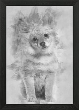 Pomeranian puppy 5 months