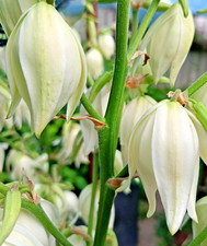 Yucca filamentosa hardy - filamentosa,