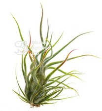 Tillandsia Pruinosa - silver