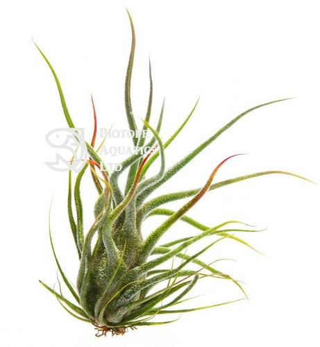 Tillandsia pruinosa silver - tillandsia,