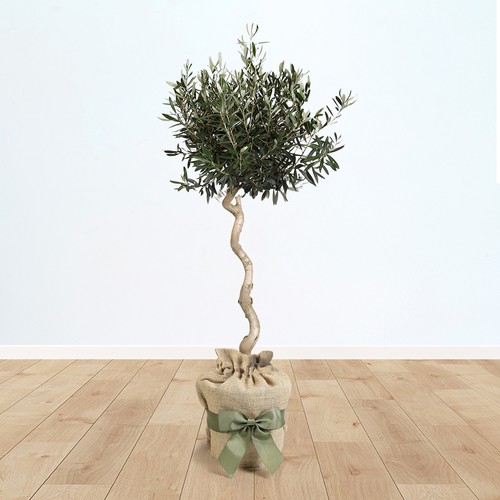 Spiral stem standard olive - standard,