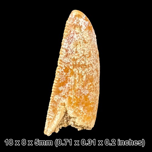 Genuine raptor dinosaur tooth - dinosaur,