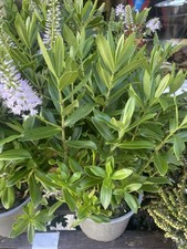 2L Purple Flowering Hebe Shrub | 2 L Pot | Evergreen Shrub | Pollinator Friendly