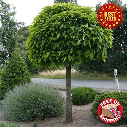Large 3ft 4ft tall catalpa - 4ft,