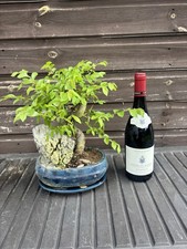 Bonsai Tree Big Chinese Elm &