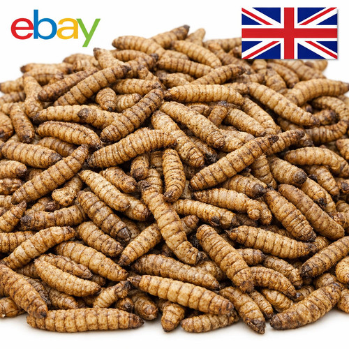 Dried calciworms refill bag - calciworms,