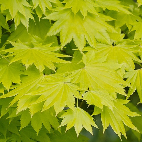 Acer shirasawanum aureum - acer, 'aureum'