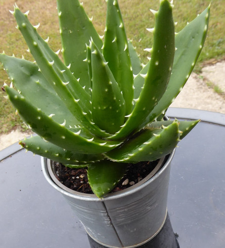 Dwarf aloe vera - vera, plant