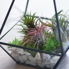 T&M Air Plant Mixed Medium