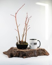 Shohin Tilia Bonsai Forest 3