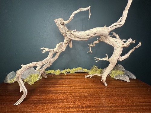 Large manzanita - large, 21”