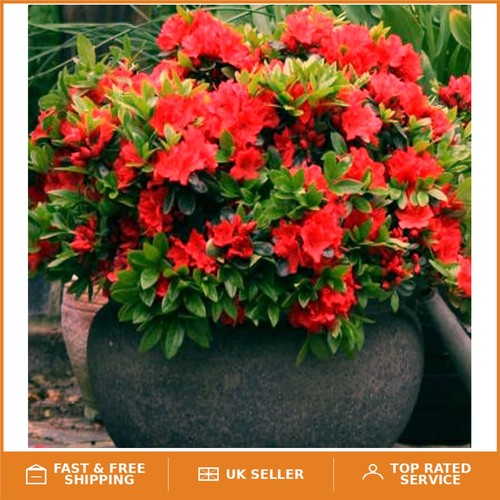 Stunning red azalea - red,