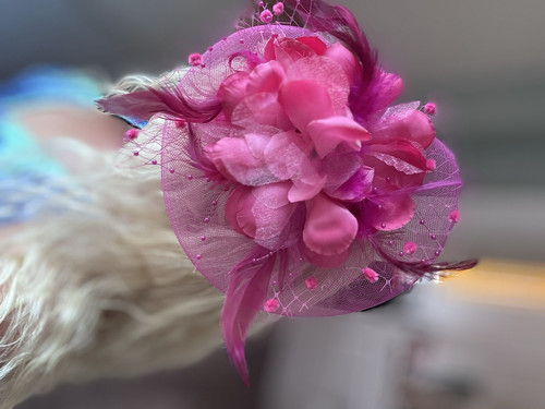 Women pink floral - women’s,