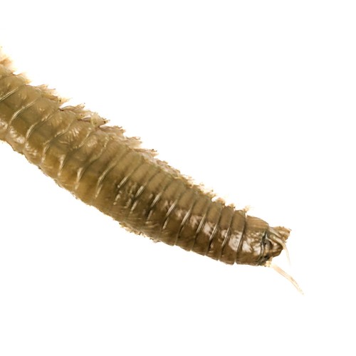 Sand worm wet specimen - sand,