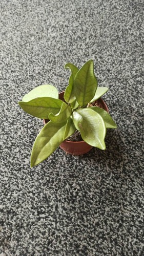 Hoya carnosa wax - carnosa, plant