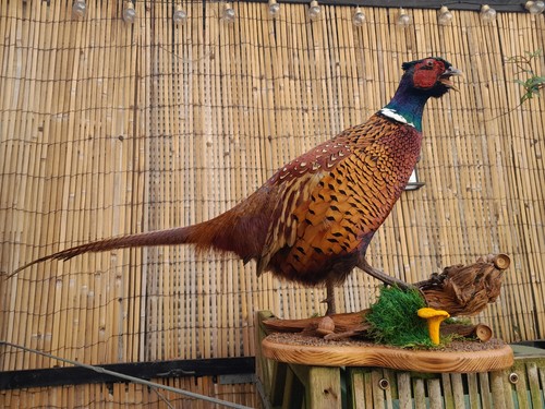 Ringneck rooster pheasant - ringneck, (