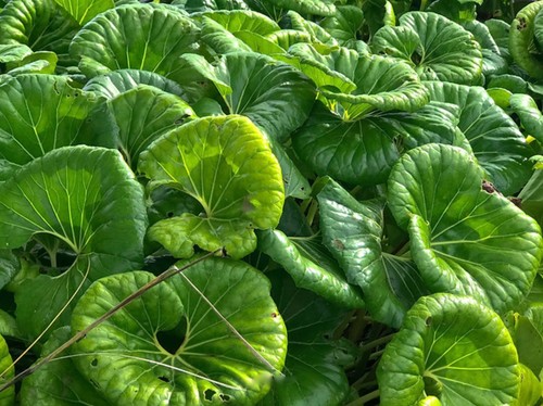 Farfugium japonicum var