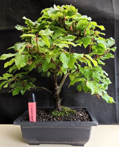 Impressive european beech - impressive,