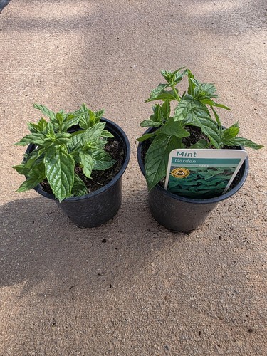 Garden mint plant 9cm - plant, pot