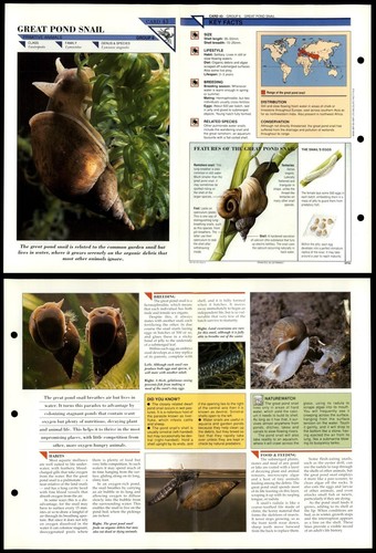 Great pond snail primitive - pond,