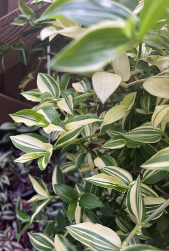 Tradescantia spiderwort - tradescantia,