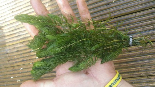 Ceratophyllum demersum - ceratophyllum,