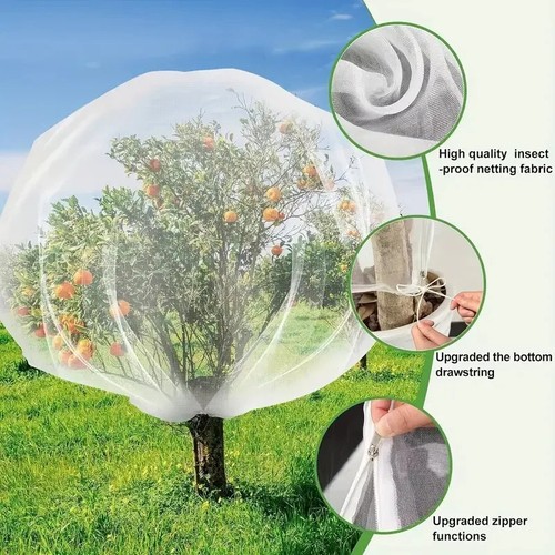 Large garden fruit tree - large,