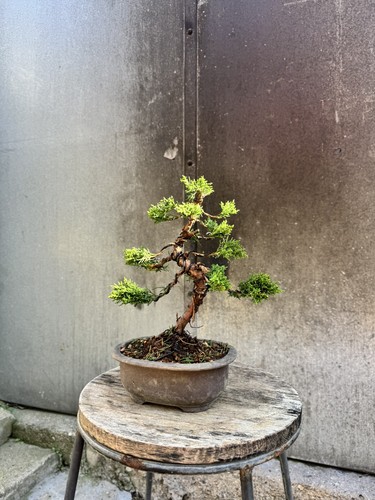 Imported japanese sargentii - imported,