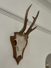 Antlers of a  Roe Deer 523 Real Taxidermy mounted interior design horns