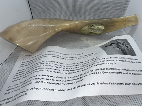 Authentic shofar kosher ram - authentic,