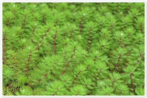 Bunch red stemmed - stemmed, weed