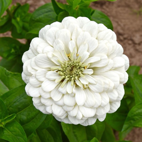 Zinnia dahlia white polar - zinnia,