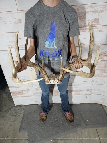 Big wild whitetail deer - big,
