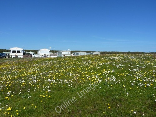Photo 6x4 wildflowers shell - photo, wildflowers,