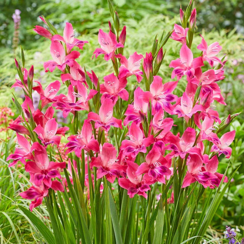 Gladiolus volcano cat - gladiolus, pack