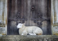 Birthday Greetings Card Sheep