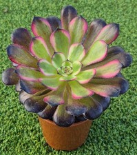 Aeonium 'Black King Kong' -