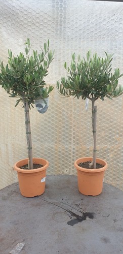 Pair olive tree - pair, standard