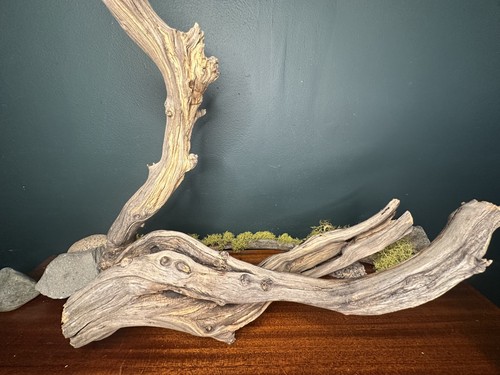 Large manzanita - large,