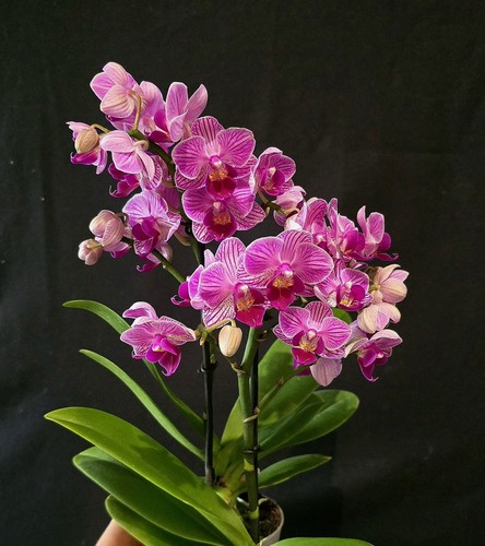 Mini phalaenopsis pink 1 - mini, pink.