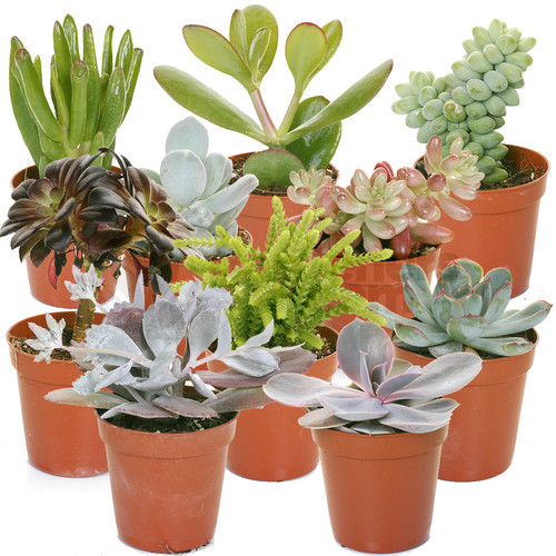 Succulent mix plants - -, 10