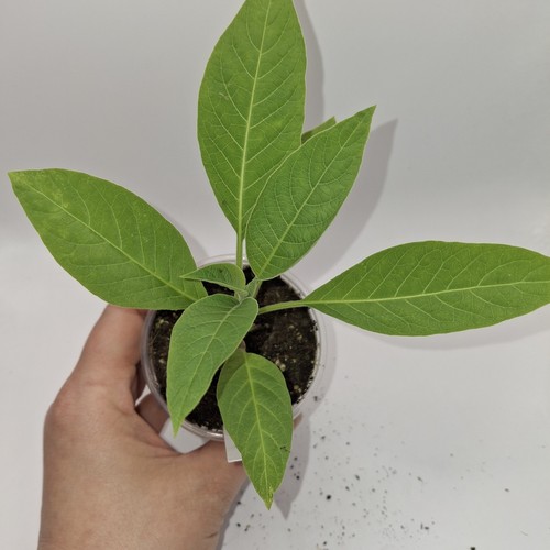 White brugmansia fast - white, 🌼