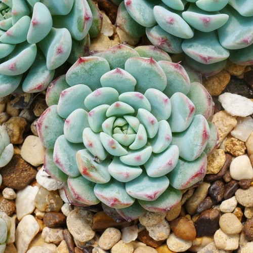 Echeveria minima 4cm - minima,