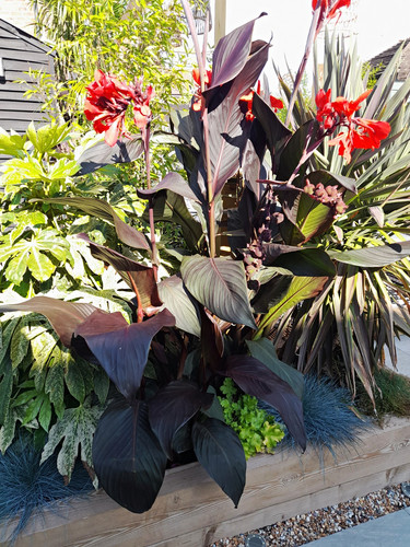 X10 canna lily red - x10,