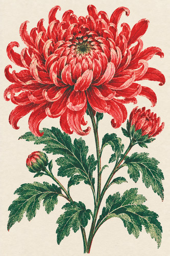 Red chrysanthemum - 27.,