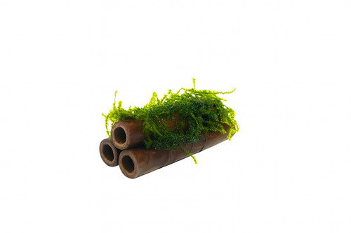 Java moss bamboo tubes - java, on