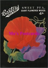 Advertising Postcard - Robert