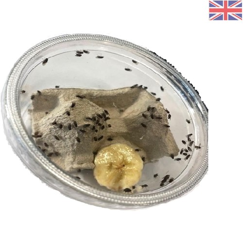 Natural fruit flies - natural,