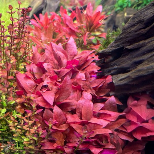 Alternanthera rosanervig red - rosanervig,