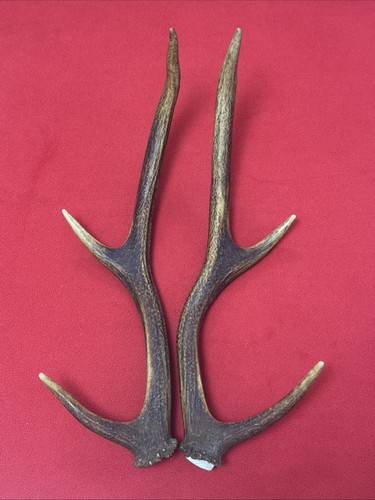 Pair red deer antlers 456g - of,